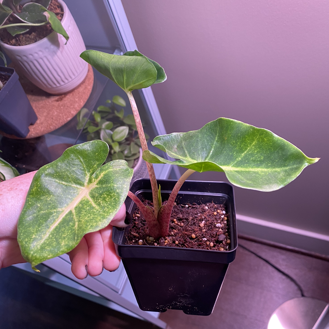 Colocasia 'Black Beauty' plant in a black pot with visible soil and some yellowing leaves. A hand is holding one leaf.