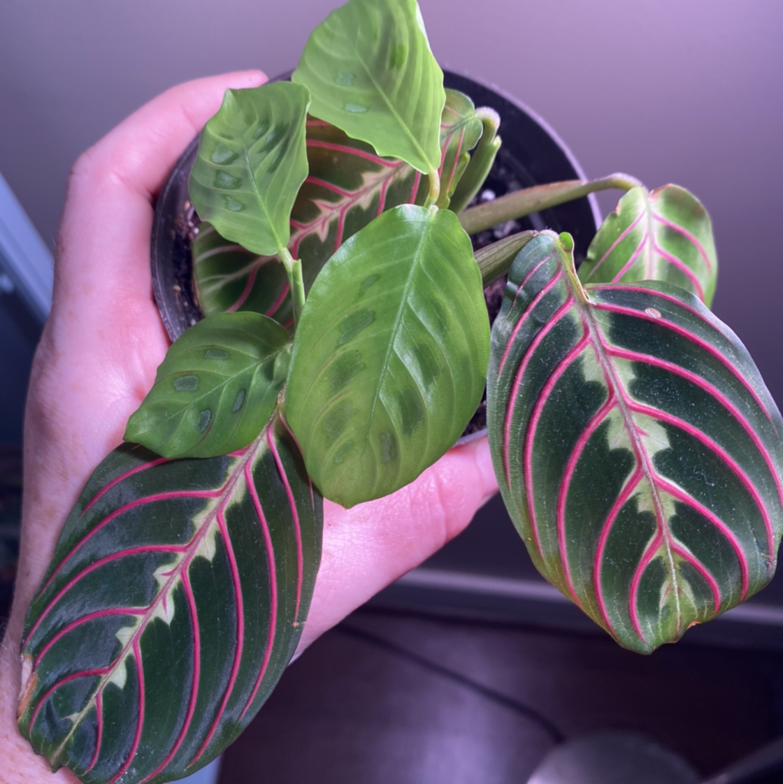 Green Prayer Plant plant photo by @MeganO named Pietra on Greg, the plant care app.