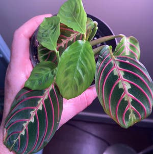 Red Prayer Plant plant photo by Megano named Pietra on Greg, the plant care app.