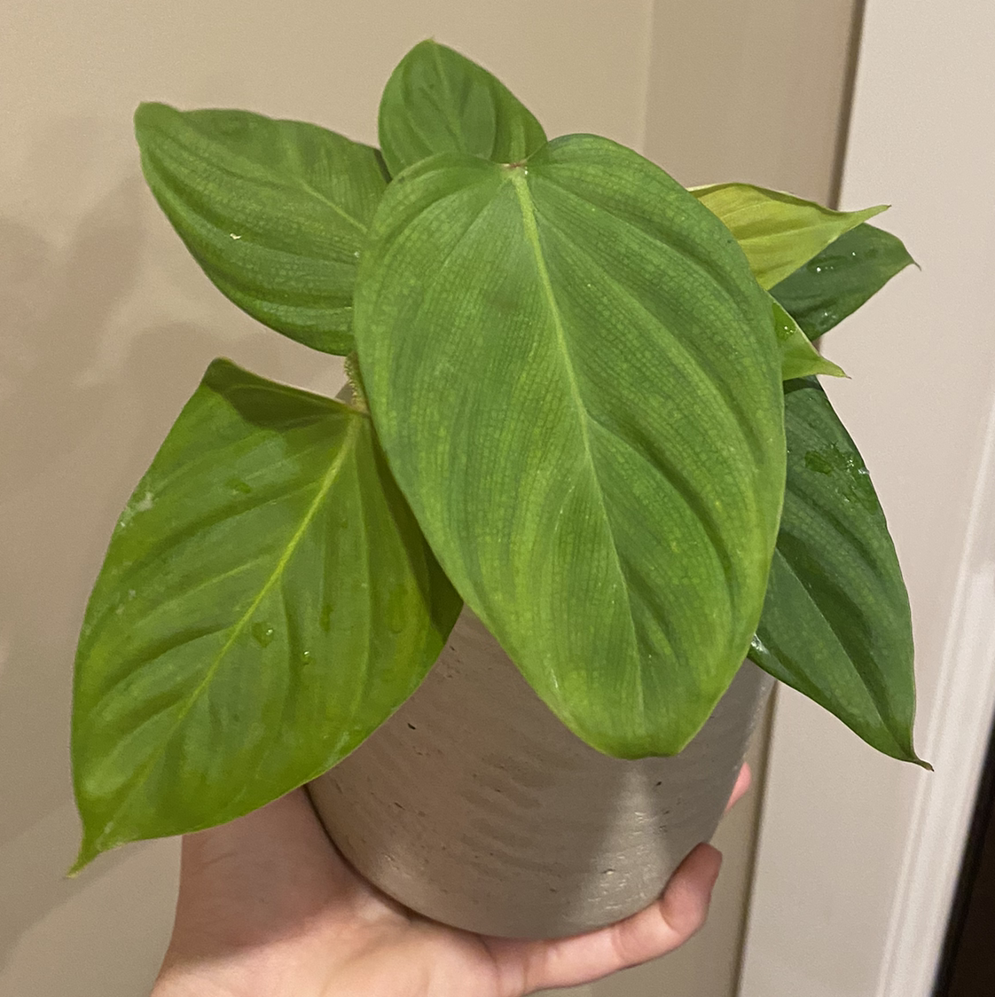 Healthy Philodendron nangaritense plant with vibrant green leaves in a pot, held by a hand.