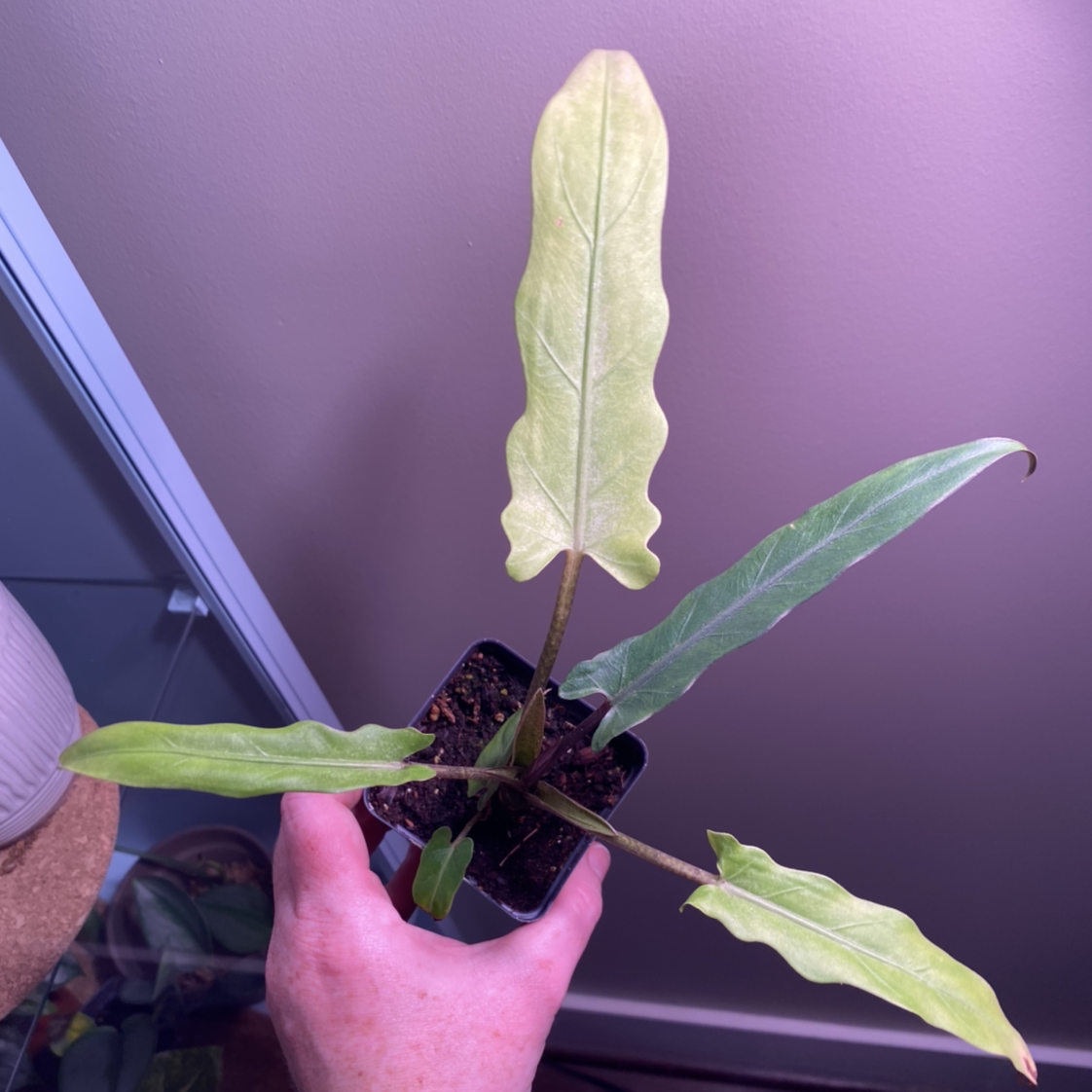 Purple Sword plant photo by @MeganO named Anne on Greg, the plant care app.