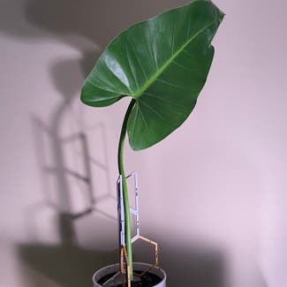 Spadeleaf Philodendron plant in Washington, District of Columbia