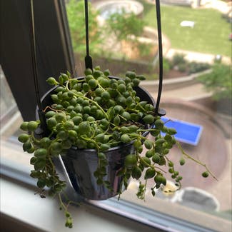 String of Pearls plant in Washington, District of Columbia