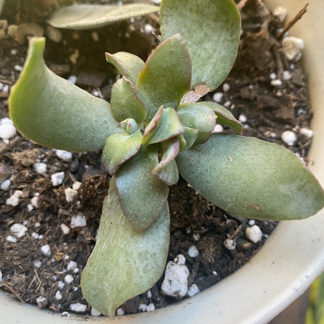 Silver Dollar Plant plant photo by @MeganO named Wilma on Greg, the plant care app.