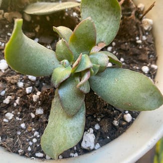 Silver Jade Plant plant in Washington, District of Columbia