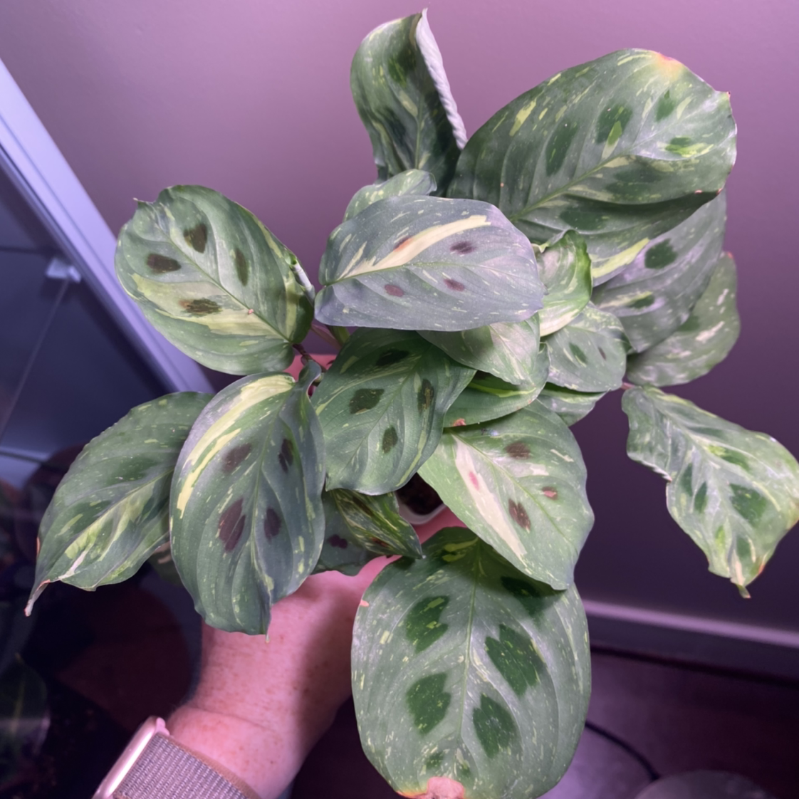 Variegated Prayer Plant plant photo by @MeganO named Eli on Greg, the plant care app.
