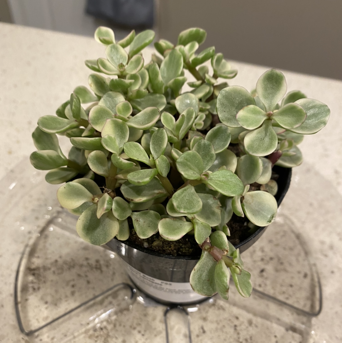 Elephant Bush plant photo by @MeganO named Ellie on Greg, the plant care app.