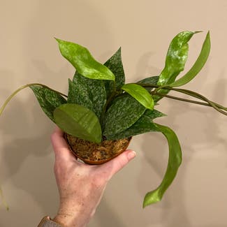 Hoya 'Pubicalyx Splash' plant in Washington, District of Columbia