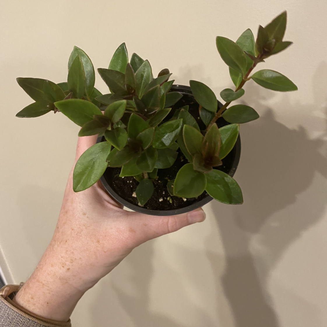 Goldfish Plant plant photo by @MeganO named Evie on Greg, the plant care app.