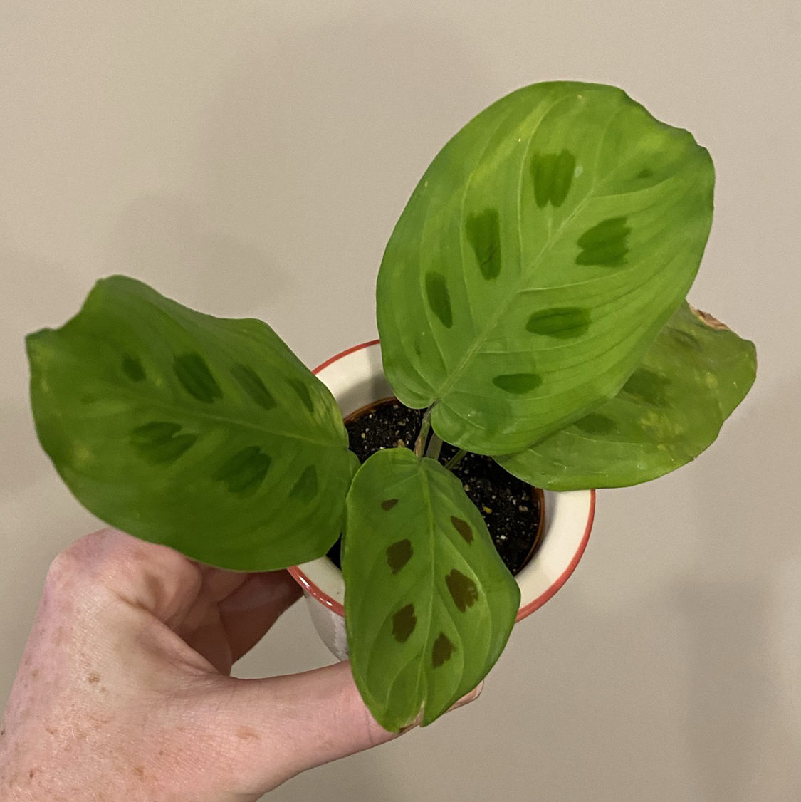 Green Prayer Plant plant photo by @MeganO named Peter on Greg, the plant care app.