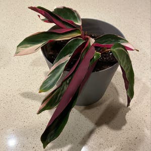 Triostar Stromanthe plant photo by @MeganO named Blanche on Greg, the plant care app.