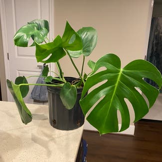Monstera plant in Washington, District of Columbia