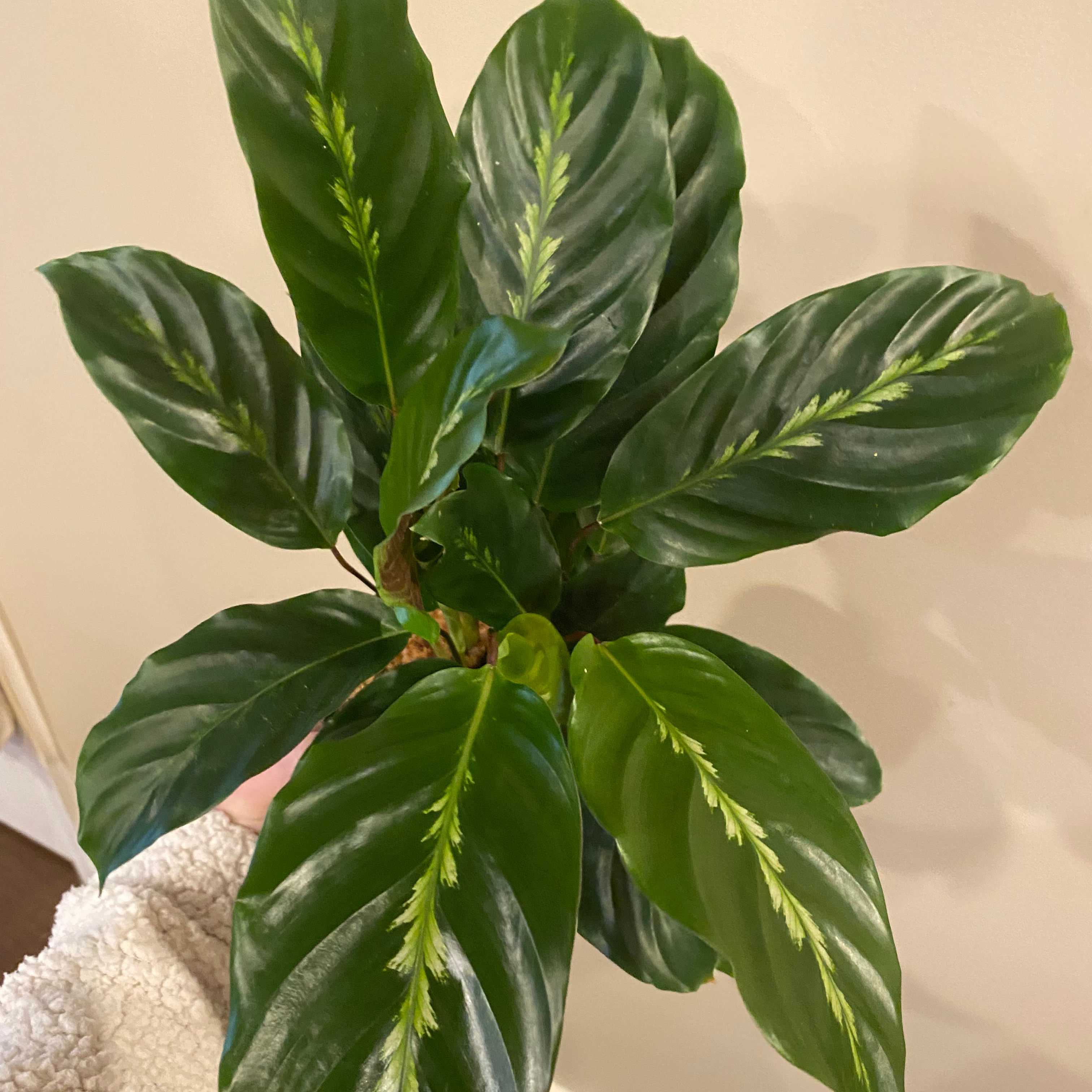Healthy Prayer Plant 'Maui Queen' with vibrant green leaves and light green patterns.