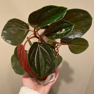 Peperomia 'rugosa' plant photo by @MeganO named Rue on Greg, the plant care app.