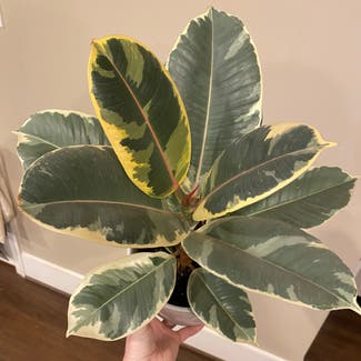 Variegated Rubber Tree plant in Washington, District of Columbia