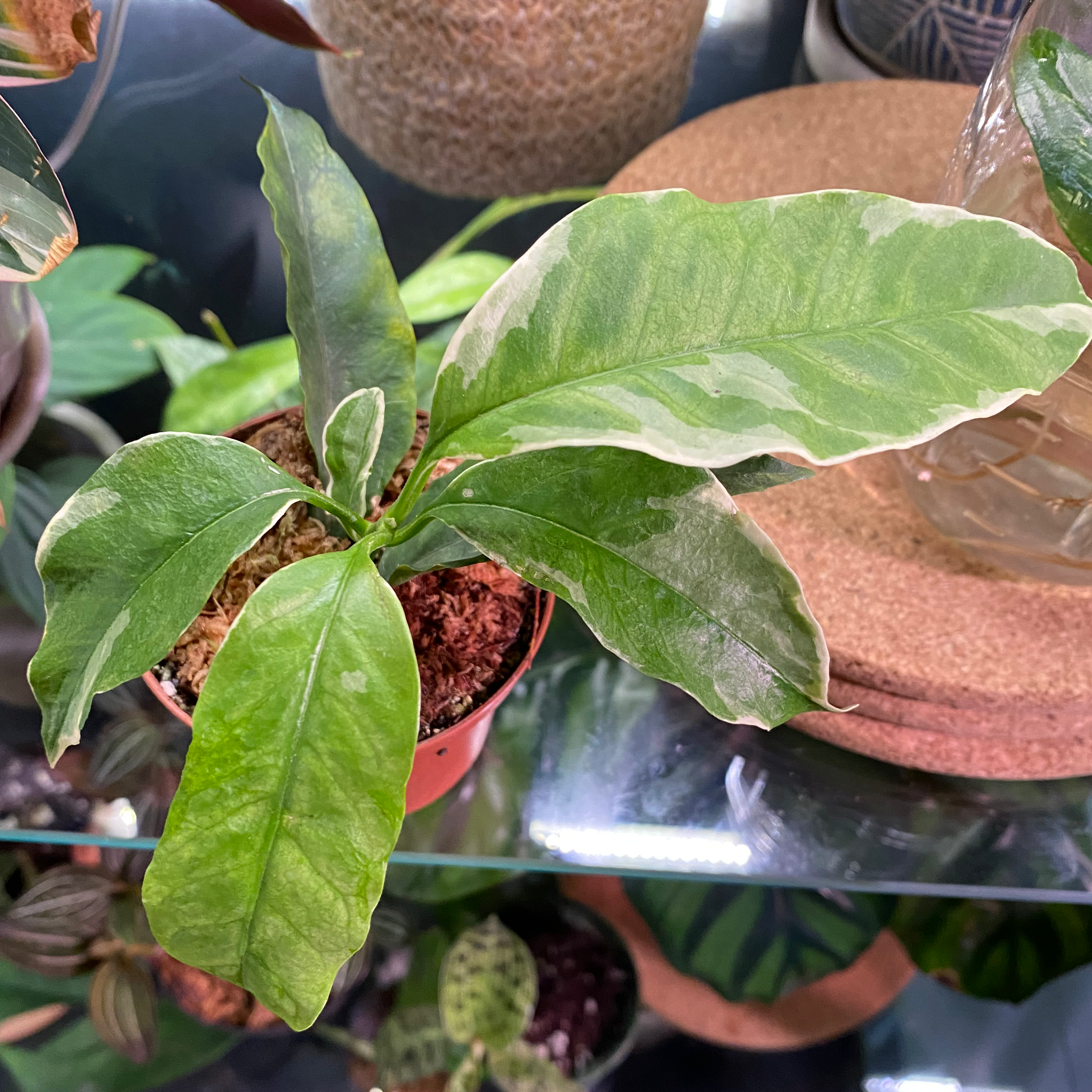 Photo of the plant species Variegated Hoya 'multiflora' by @MeganO named Hazel on Greg, the plant care app