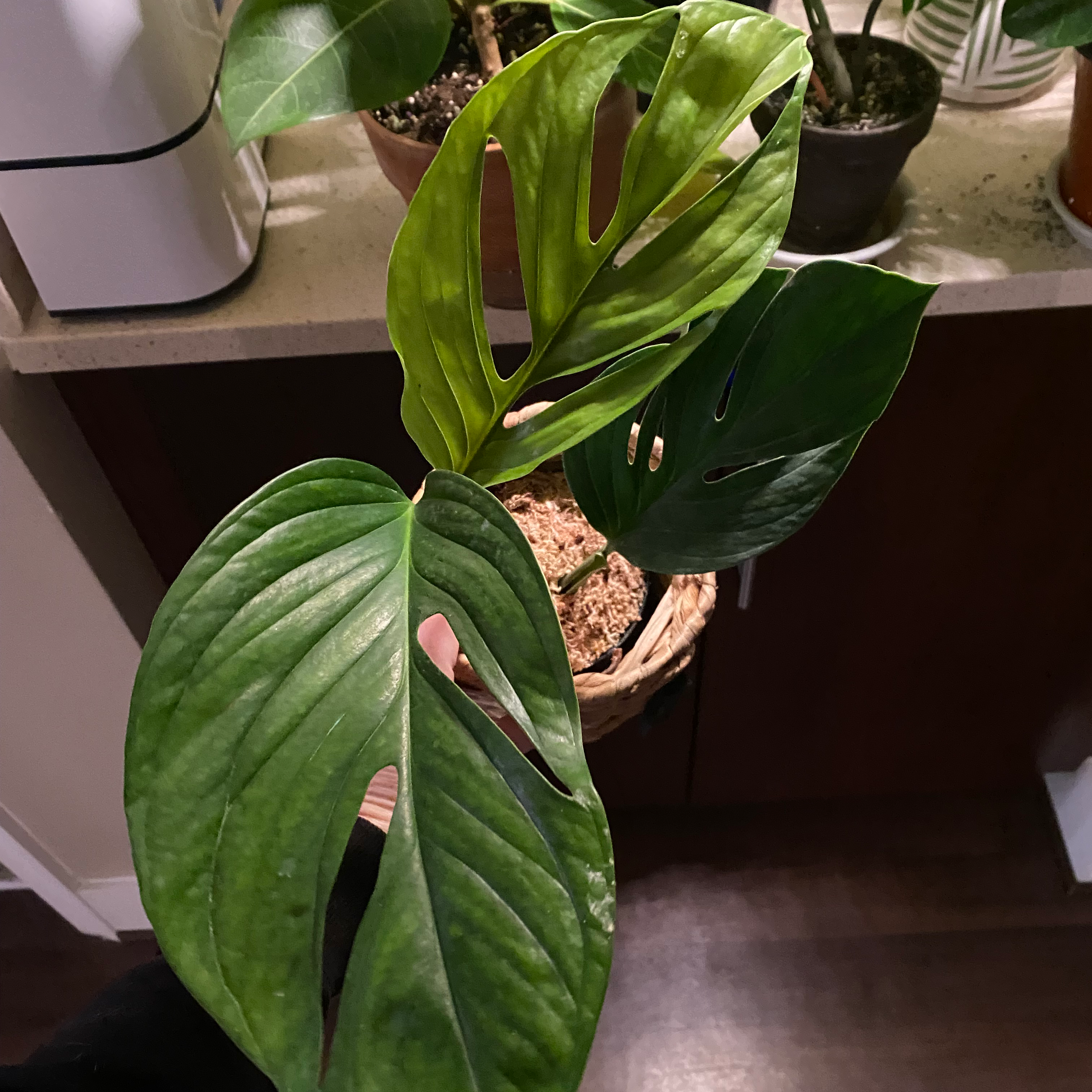 Monstera pinnatipartita plant with fenestrated and non-fenestrated leaves in a pot on a countertop.