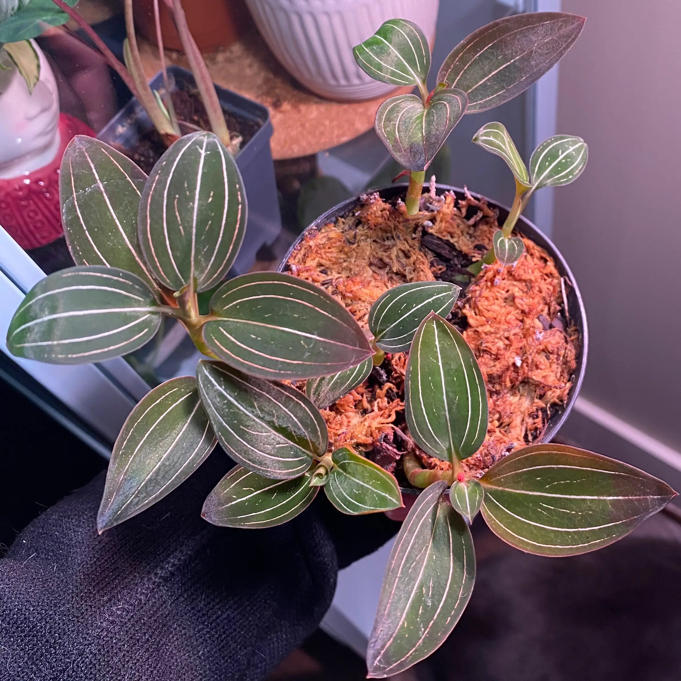 Jewel Orchid plant photo by @MeganO named Penelope on Greg, the plant care app.