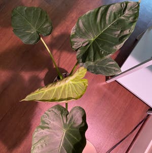 Alocasia 'Regal Shields' plant photo by @MeganO named Allie on Greg, the plant care app.
