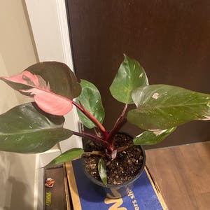Pink Princess Philodendron plant photo by Megano named Penelope on Greg, the plant care app.