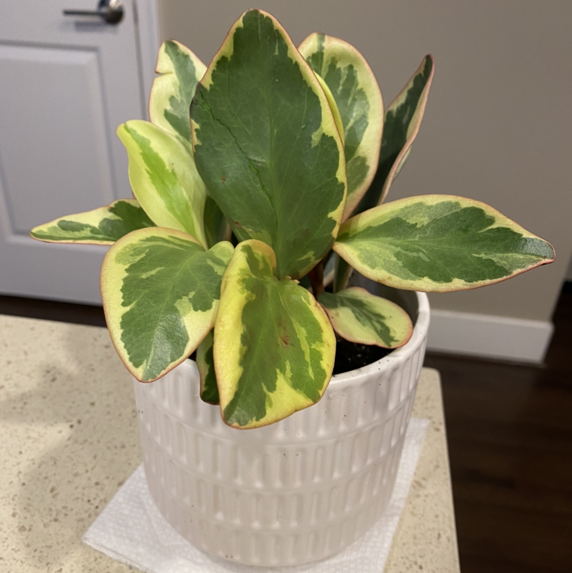 Jelly Plant plant photo by @MeganO named Marilyn on Greg, the plant care app.