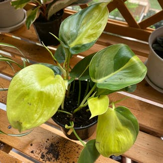 Philodendron Brasil plant in Washington, District of Columbia