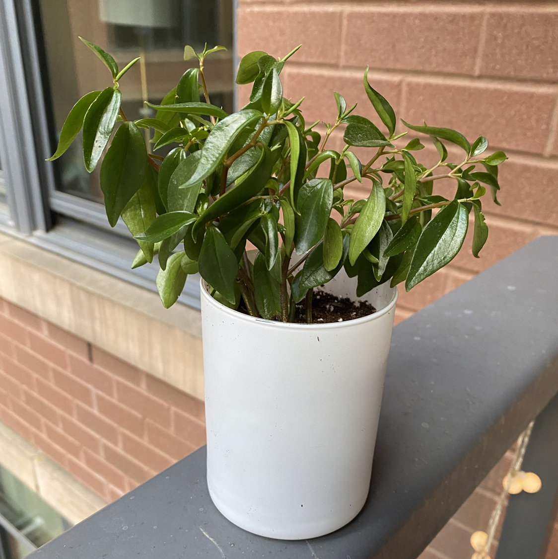 Potted Peperomia trinervula plant on a balcony railing with green leaves.