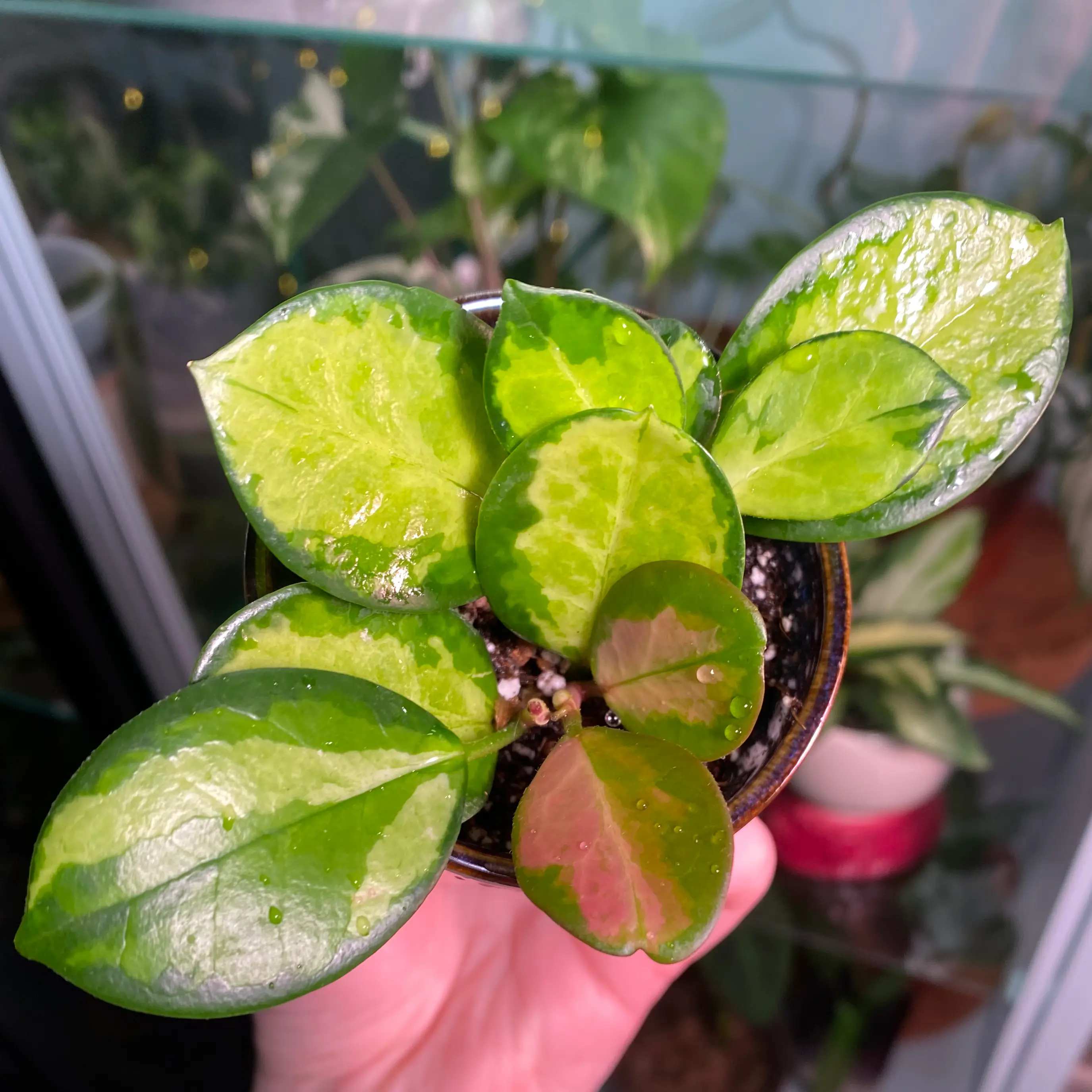 Hoya 'Lisa' plant photo by @MeganO named Lisa on Greg, the plant care app.