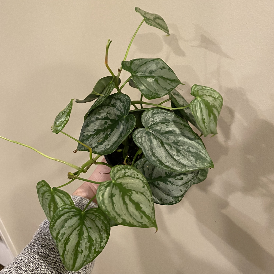 Silver Leaf Philodendron plant photo by @MeganO named Brandi on Greg, the plant care app.