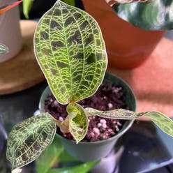 Lightning Bolt Jewel Orchid plant