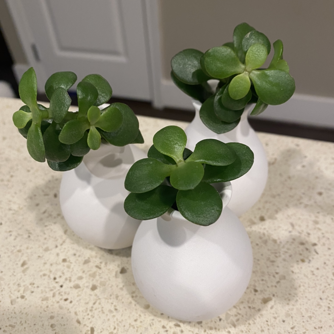Jade plant photo by @MeganO named Anastasia on Greg, the plant care app.