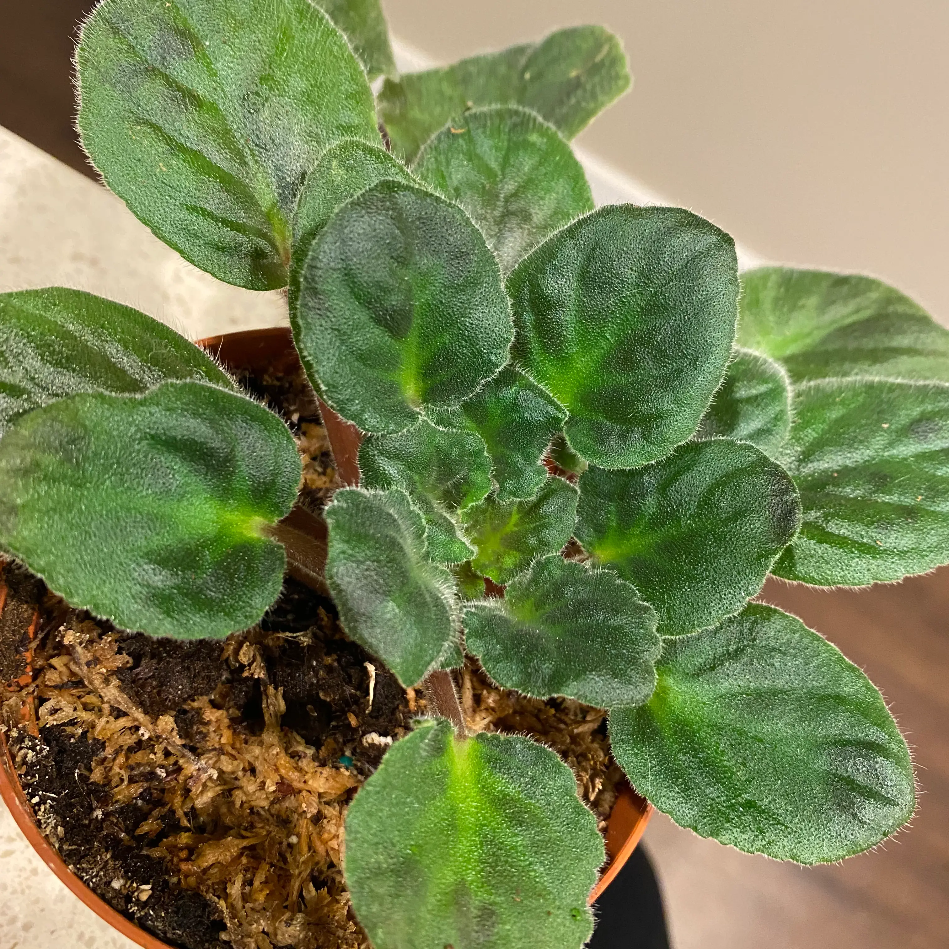 Kenyan Violet plant photo by @MeganO named Violet on Greg, the plant care app.
