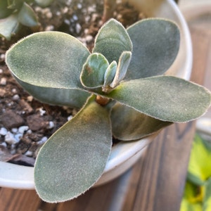 Bear's Paw plant photo by @MeganO named Earl on Greg, the plant care app.
