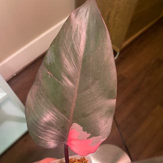 Philodendron Burgundy Princess plant in Washington, District of Columbia
