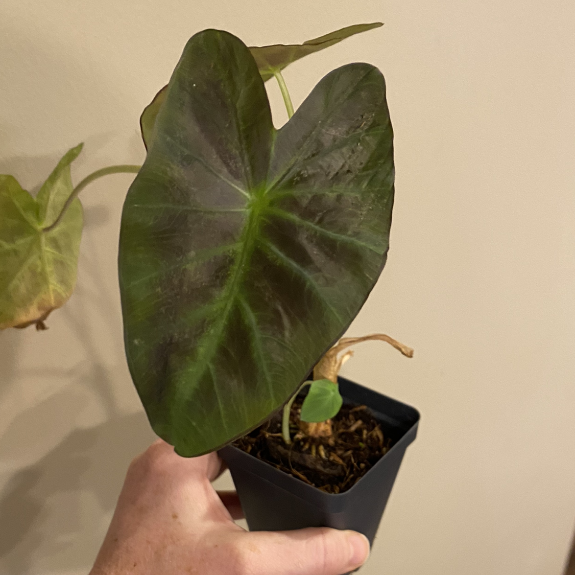 Colocasia 'Black Beauty' plant photo by @MeganO named Lavender on Greg, the plant care app.