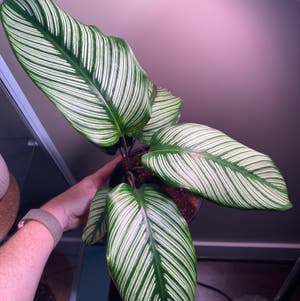 Pinstripe Calathea plant photo by @MeganO named Callista on Greg, the plant care app.