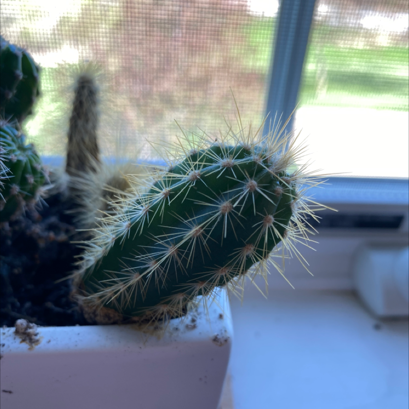 Blue Columnar Cactus plant photo by @emmalynmeyer named Mia on Greg, the plant care app.