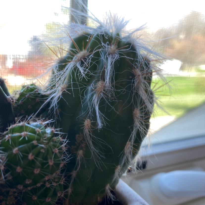 Old Man of the Andes plant photo by @emmalynmeyer named Richard on Greg, the plant care app.