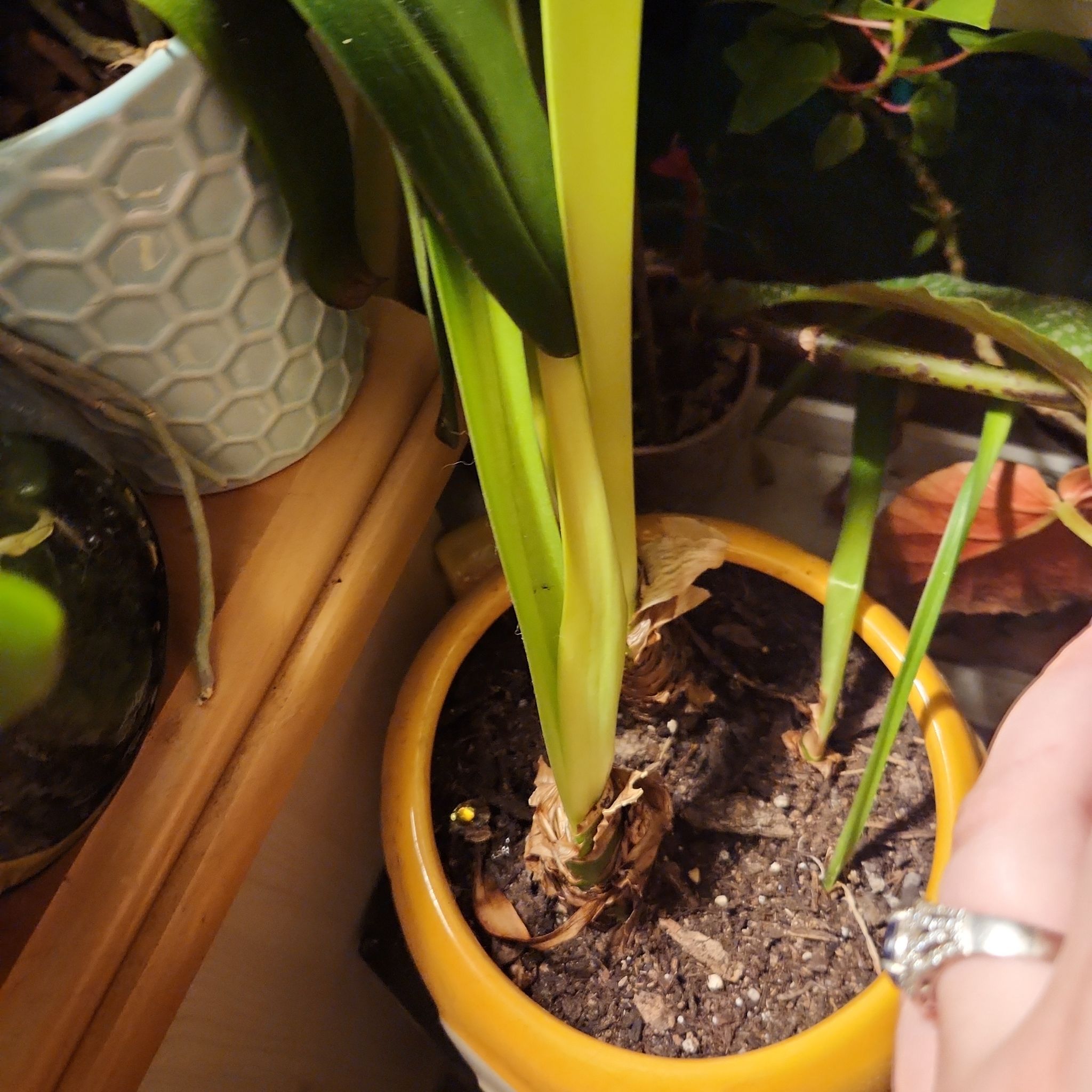 Potted Hippeastrum 'Red Lion' plant with visible soil and a hand in the lower right corner.