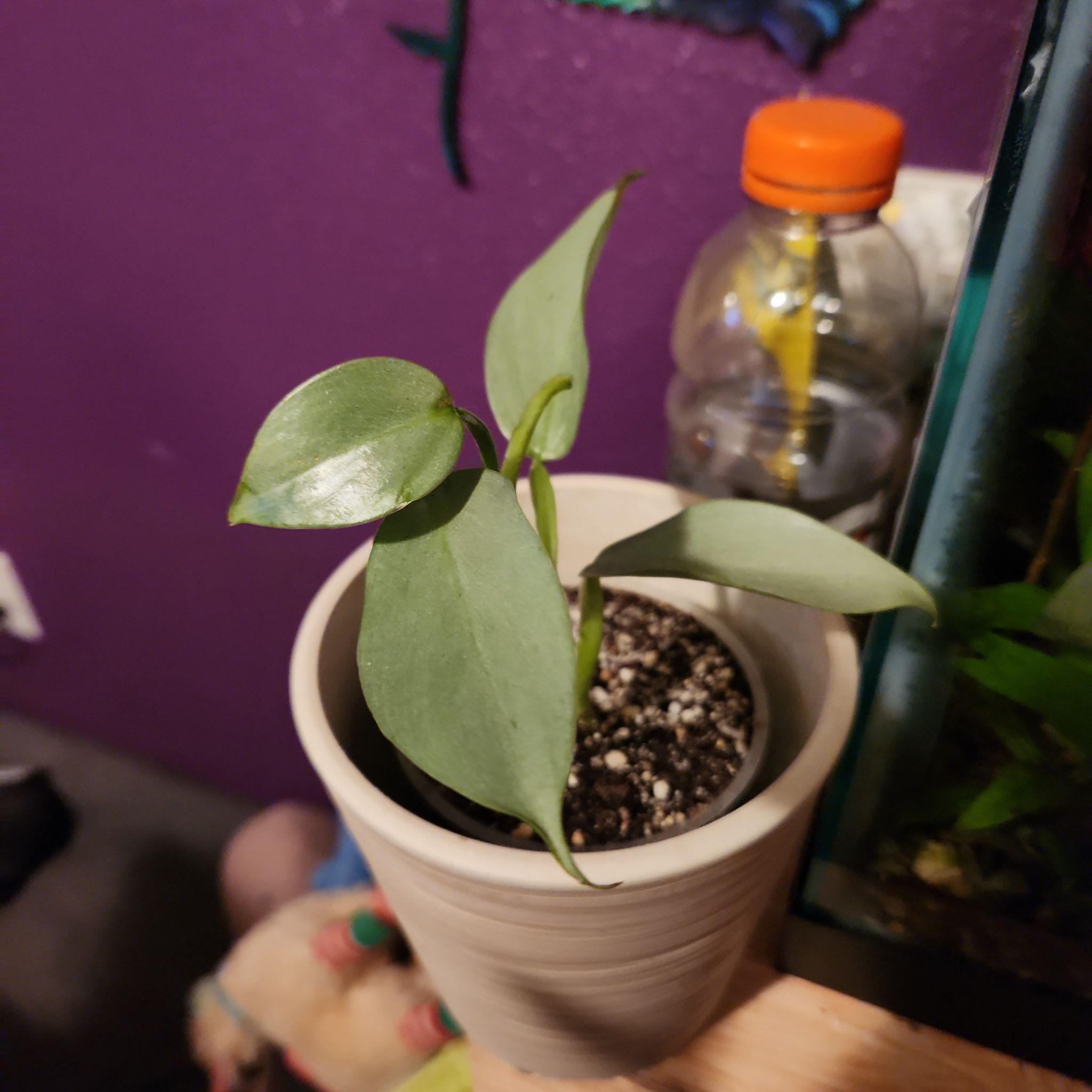 Photo of the plant species silver sword by @NicolePlants named Nithin on Greg, the plant care app