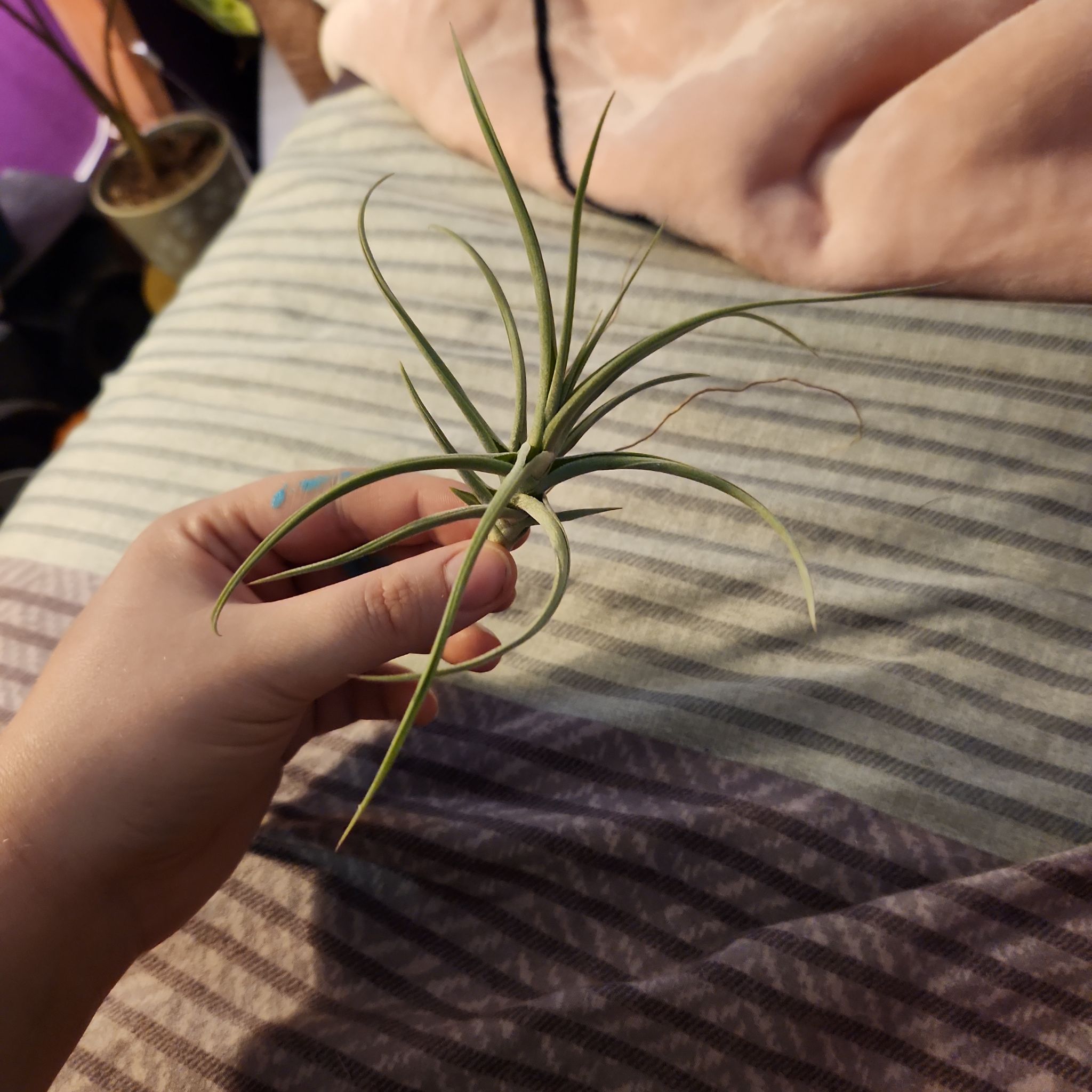 Photo of the plant species Peru Air Plant by @NicolePlants named Inca on Greg, the plant care app