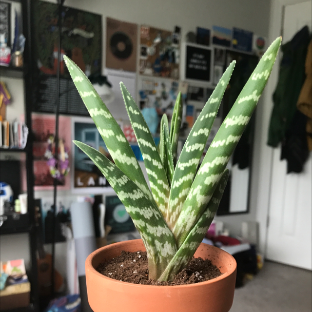 Photo of the plant species Tiger Aloe by @kleano named Tiger on Greg, the plant care app