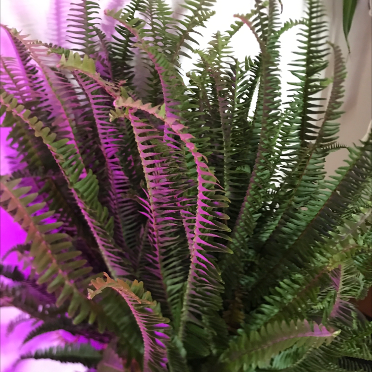 Kimberly Queen Fern with lush, green fronds and no visible health issues.