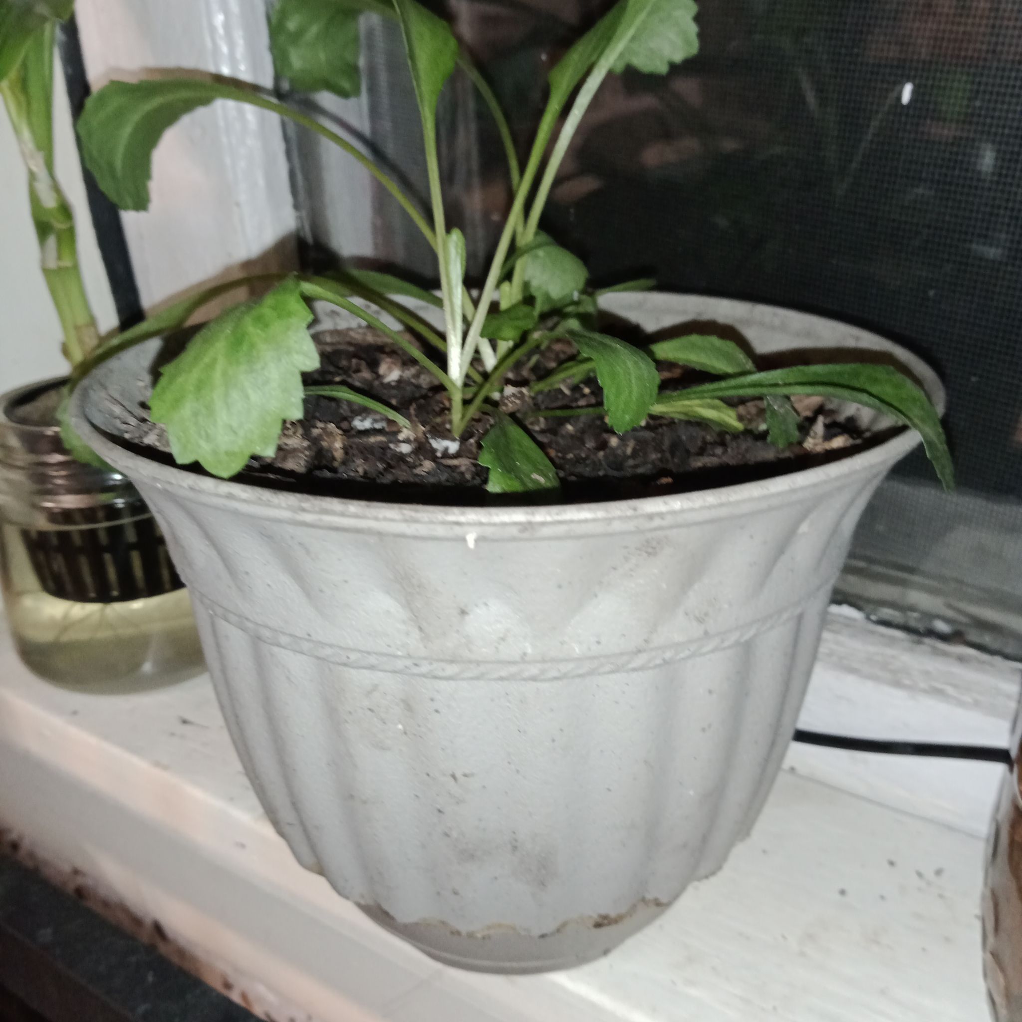 Photo of the plant species endive by @SingularGarlic named Tupot amaroot on Greg, the plant care app
