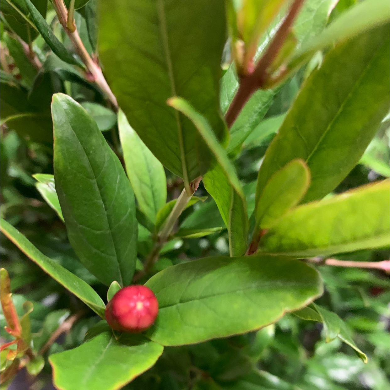 Pomegranate plant with healthy green leaves and a developing flower bud.