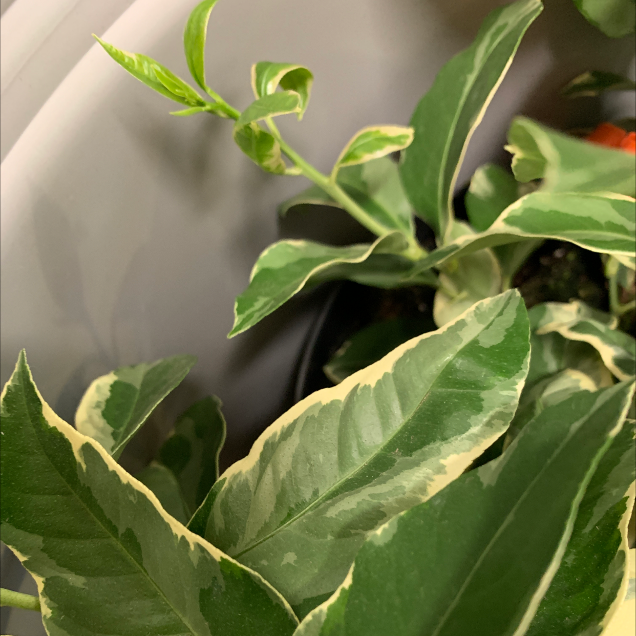 Pink Lemonade Lemon plant with variegated leaves, healthy appearance.