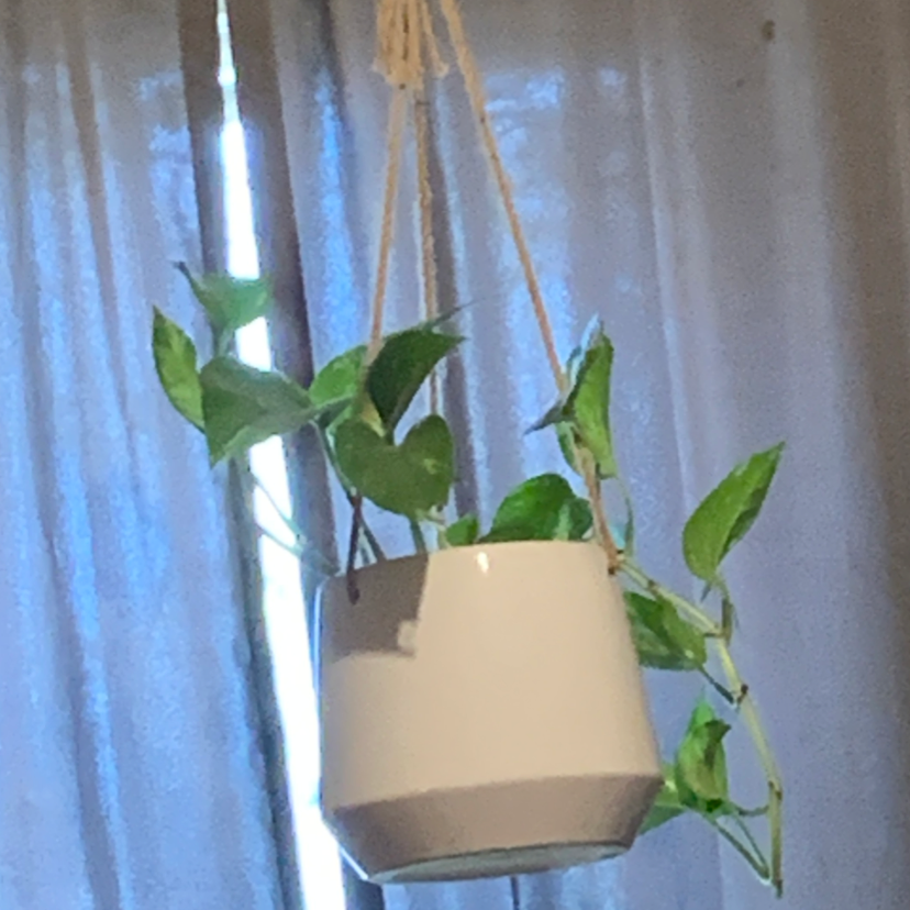 Taro Vine plant photo by Sadie named Ronaldo on Greg, the plant care app.