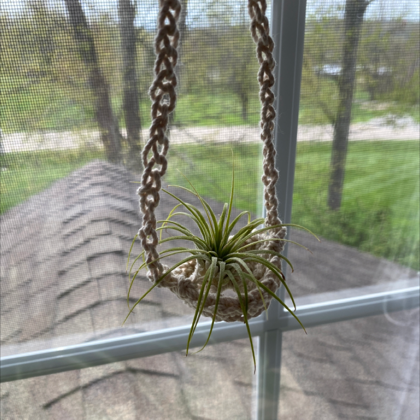 Spreading Airplant (Tillandsia recurvata) hanging in a macrame holder by a window.