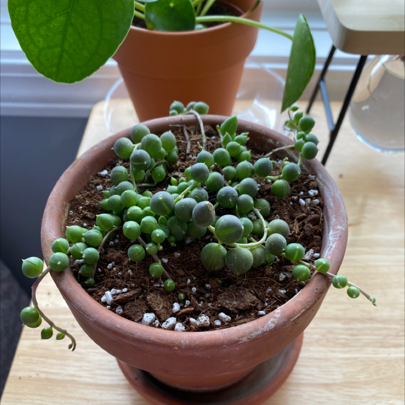 String of Pearls plant photo by Anna named Mando on Greg, the plant care app.