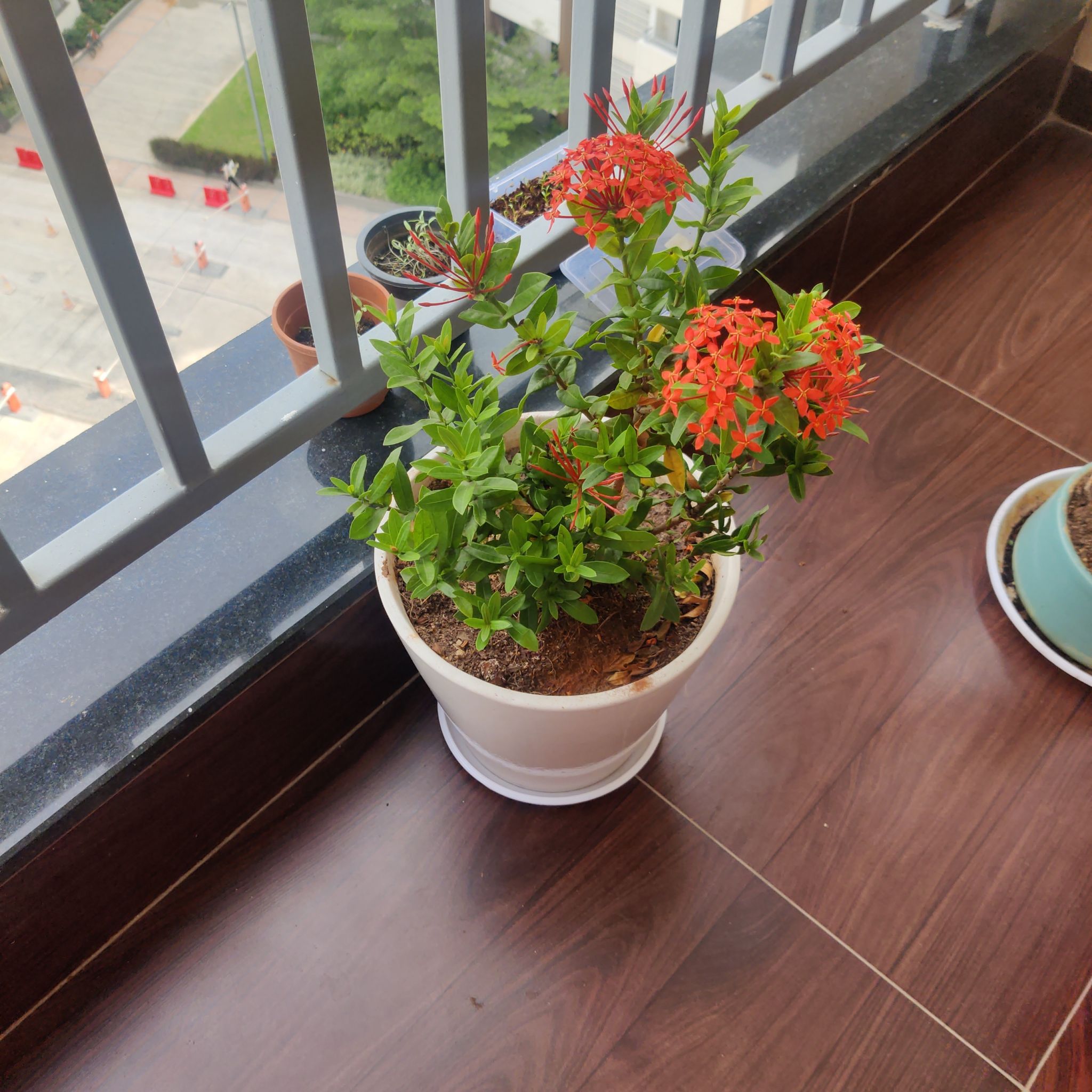 Potted Flame of the Woods plant with vibrant red flowers on a balcony.